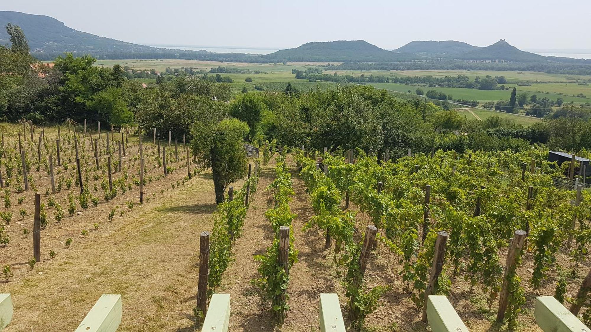Grand Cru Vendégház Hegymagas Exterior foto